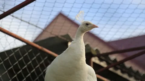 WHITE PEACOCK IN A CAGE Stock Footage 158045839
