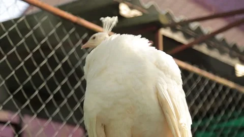 WHITE PEACOCK IN A CAGE2 Stock Footage 158045859