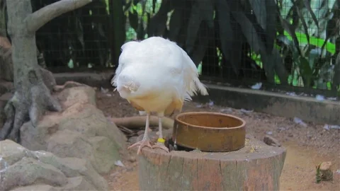 White peacock cleaning its feather. Stock Footage 80186818