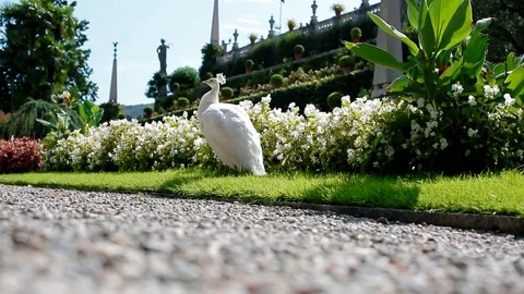 White peacock cleans plumage Stock Footage 84060857