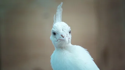 White peacock close up Stock-Footage 109513433