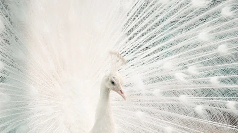 White peacock close up with open tail 스톡 동영상 109513479