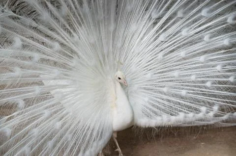 White peacock close-up Stock Photos