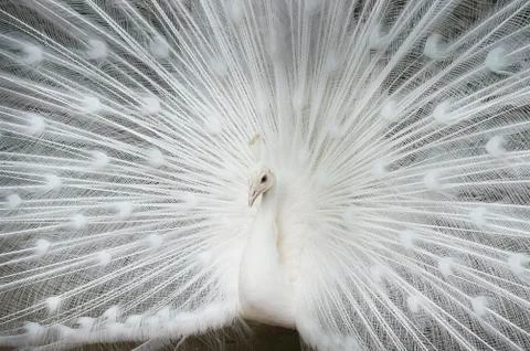 White peacock close-up Stock Photos