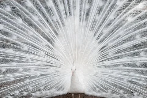 White peacock close up Stock Photos