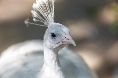 White peacock with crest and soft plumage Stock Photos
