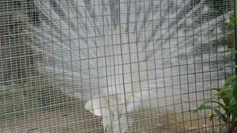 White Peacock Dancing inside Big Bird Cage 4K Stock Footage 336764562