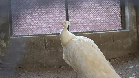 White peacock Dancing peacock Moving peacock Nature  Wildlife  Zoo Beauty Stock Footage 264104137