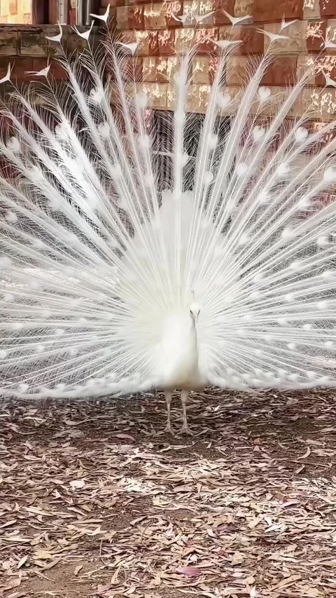 White Peacock Displaying Feathers in Courtyard Stock Footage 305659733