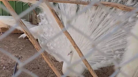 White Peacock Displaying Feathers in Zoo Enclosure Stock Footage 318510789