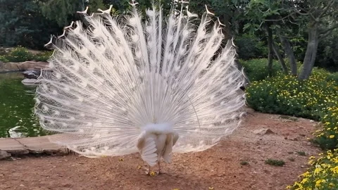 White Peacock Displaying Full Feathered Tail Outdoors Stock Footage 300159113