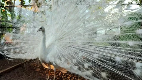 White Peacock Displaying Its Full Spread Tail Feathers in an Aviary 스톡 동영상 344088807