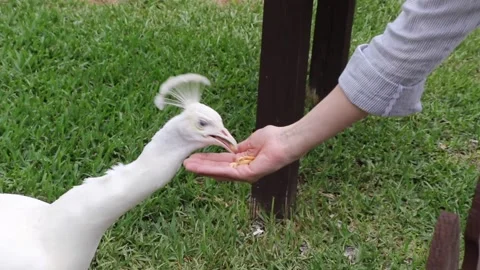White Peacock eating Peanuts Video stock 142278809