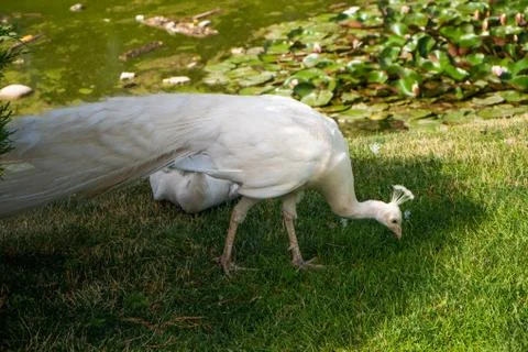 White peacock eats grass on a lush green shorn lawn. Feathers are clearly Stock Photos