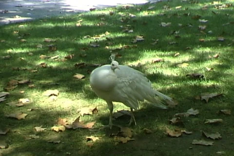 White Peacock Stock-Footage 821075