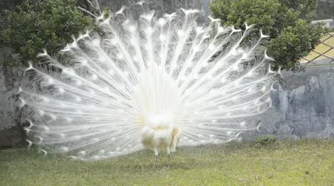 White peacock Stock Footage 12009178