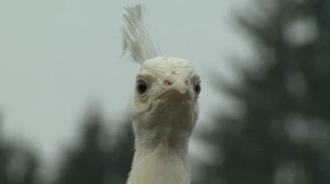 White peacock Stock Footage 42672386
