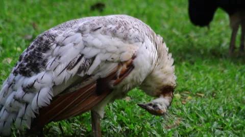 White Peacock Stock Footage 45660043