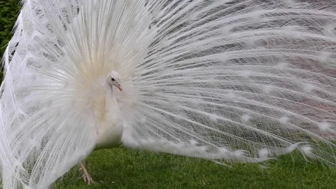 White peacock Stock Footage 142589863