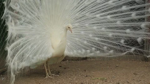 WHITE PEACOCK Stock Footage 158045994