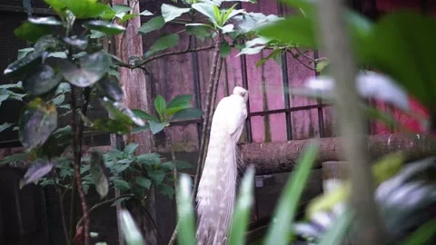 The white Peacock Stock Footage 229822050
