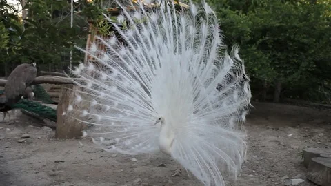 White peacock Stock Footage 336209774