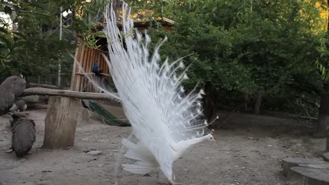 White peacock Stock Footage 336209819