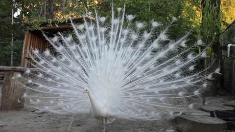 White peacock Stock Footage 336209830