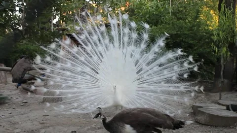 White peacock Stock Footage 336209839