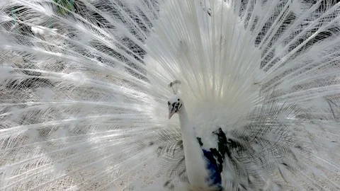 White peacock footage with spread feathers Stock Footage
