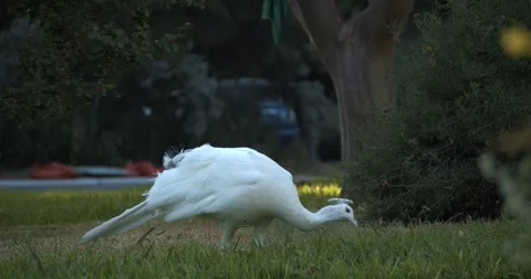 White peacock foraging on grass in Bouldin Creek, Austin, Texas Stock Footage 345685561