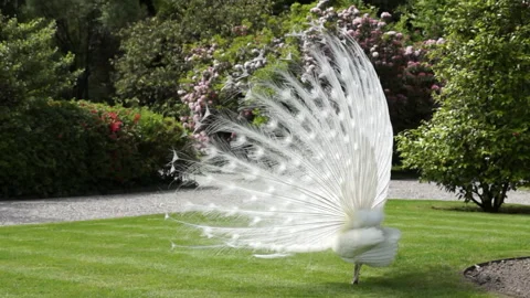 White Peacock in Garden Stock Footage 138025573