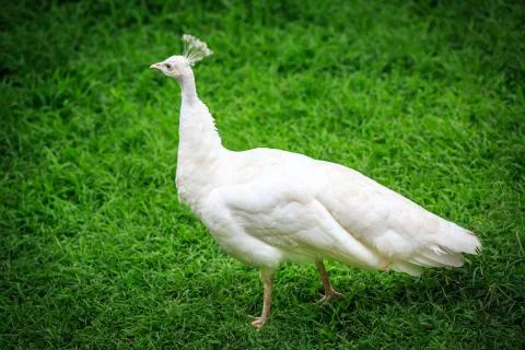 White peacock on grass Stock Photos