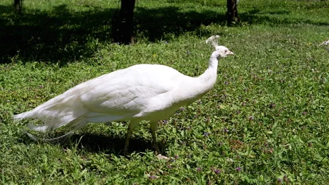 White Peacock on Green Grass Stock-Footage 293226812
