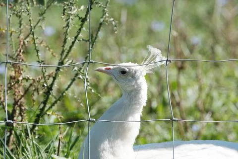 White peacock head behind a wire fence in a green enclosure. Suitable for the 스톡 사진