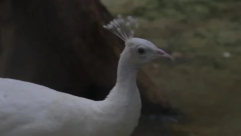 White Peacock head with crest on it Stock Footage 221166668