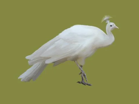 White peacock Stock Illustration