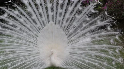White peacock with its splendid open tail and beautiful feathers Stockbeeldmateriaal 159224434