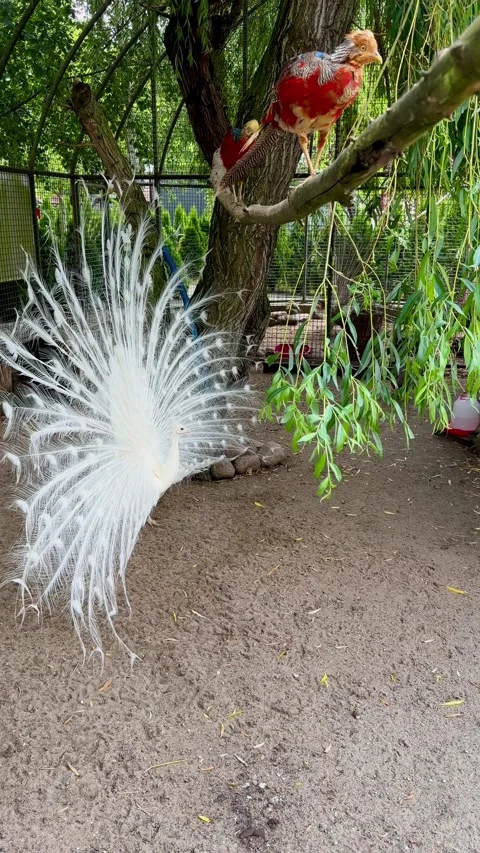 A white peacock with its tail spread at the zoo Stock Footage 338067888