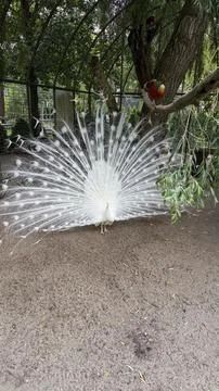 A white peacock with its tail spread at the zoo Stock Photos