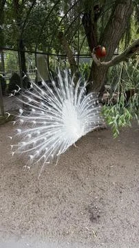A white peacock with its tail spread at the zoo Stock Photos
