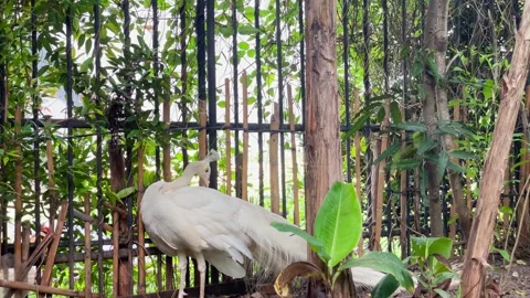 White Peacock Nervous Displacement Preening in the Garden 4K 스톡 동영상 336723054