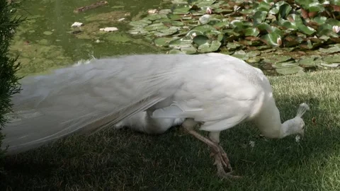 White peacock nibbles the grass against the background of water lilies Stock Footage 135822051
