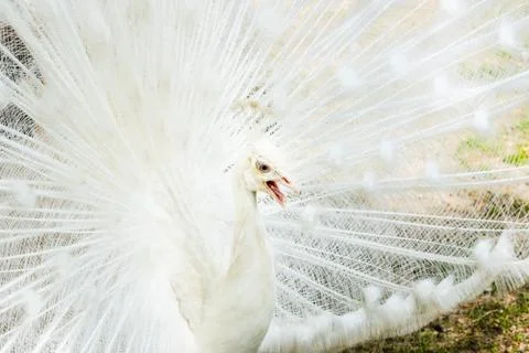 White Peacock Open Tail Close up. Peacock Albino Stock Photos