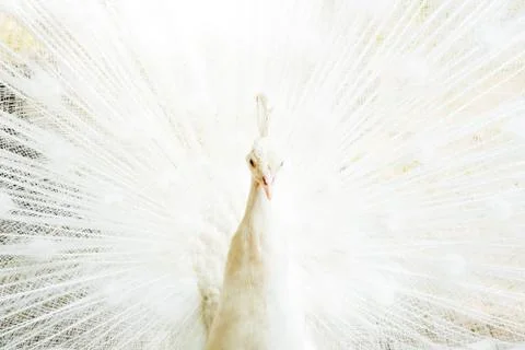 White Peacock Open Tail Close up. Peacock Albino Stock Photos