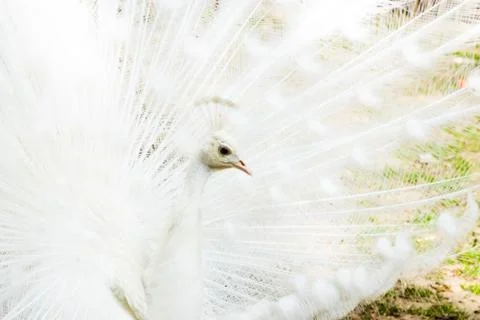 White Peacock Open Tail Close up. Peacock Albino Stock Photos