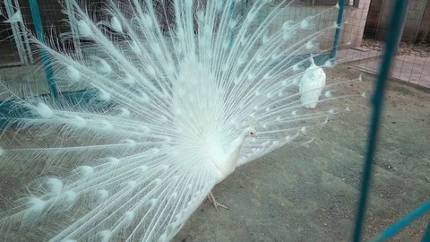 White Peacock with open tail Stock-Footage 109513878