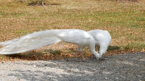 White Peacock in the park under a tree. Stock Footage 92833620