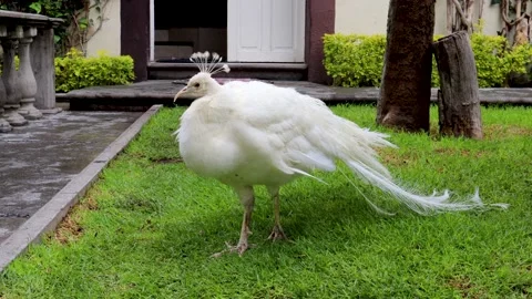 White peacock perched on the grass outside a house Stock-Footage 165190503