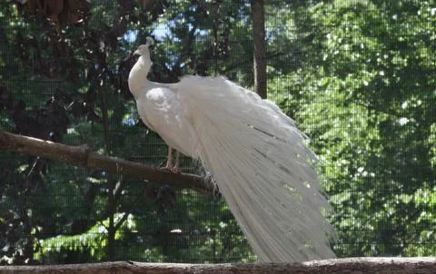 White peacock perched with long tail feathers in a zoo aviary Stock Photos